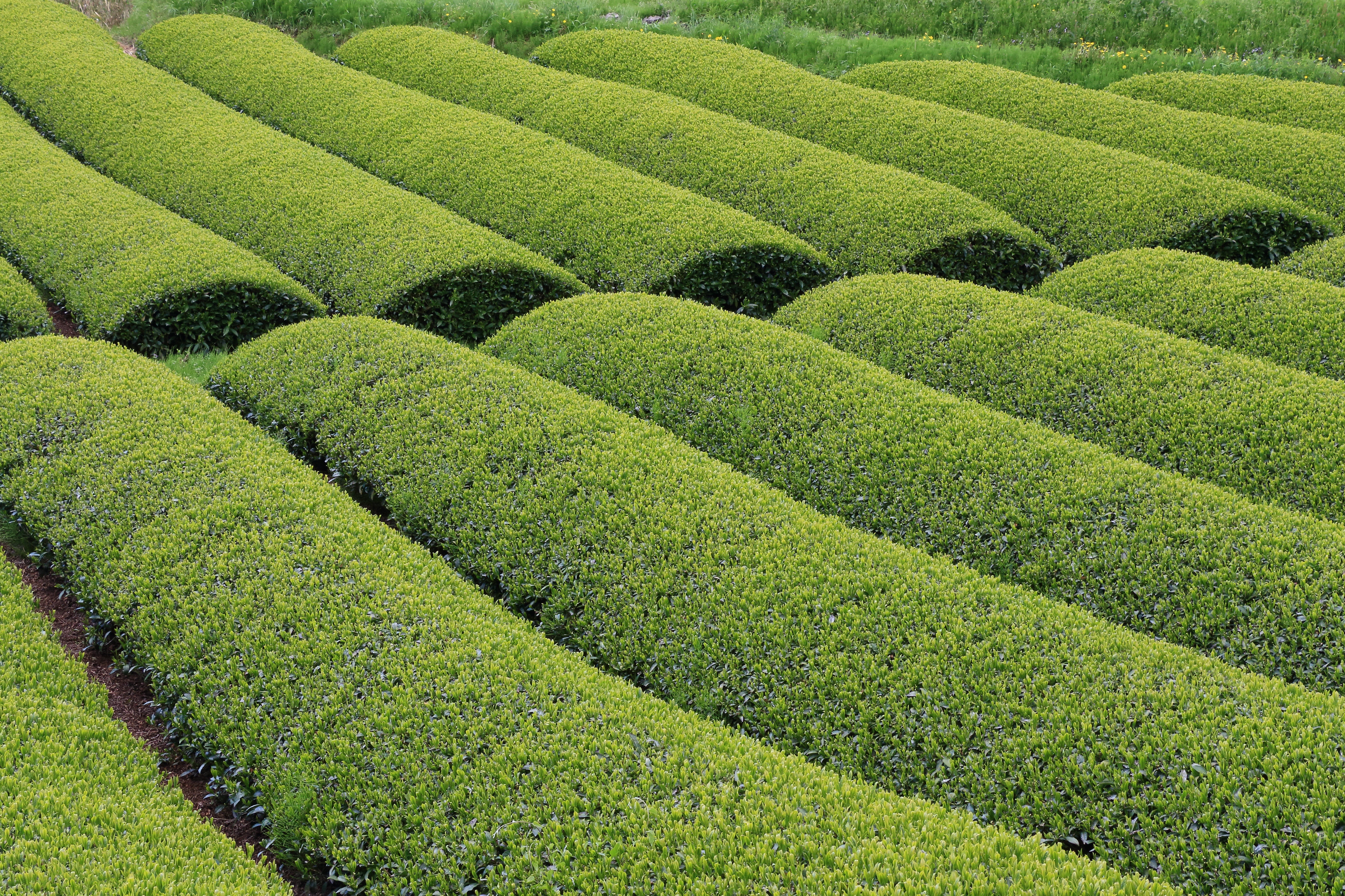 Japanese Tea, from Tradition to Innovation