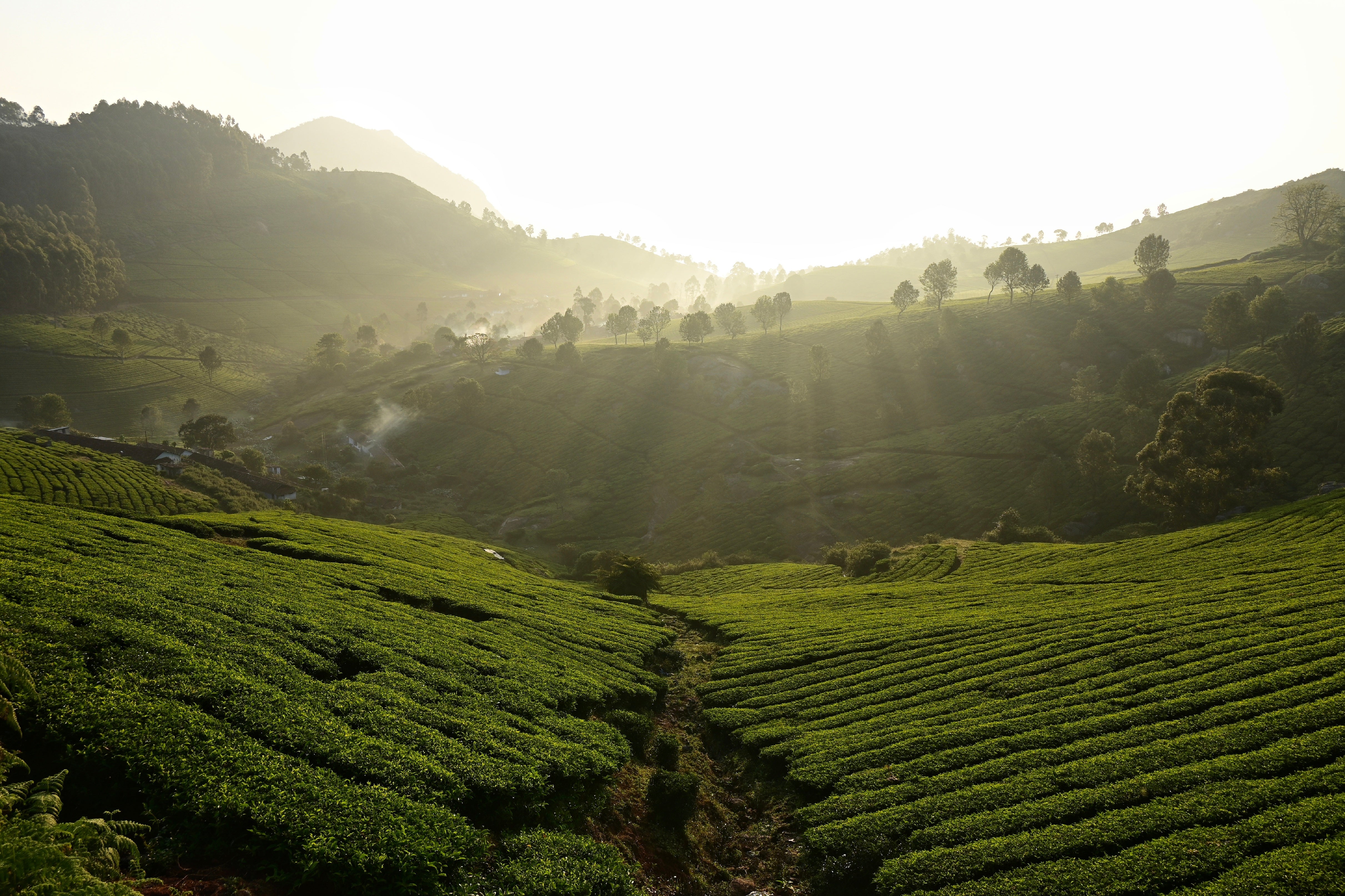 India's Vibrant World of Tea