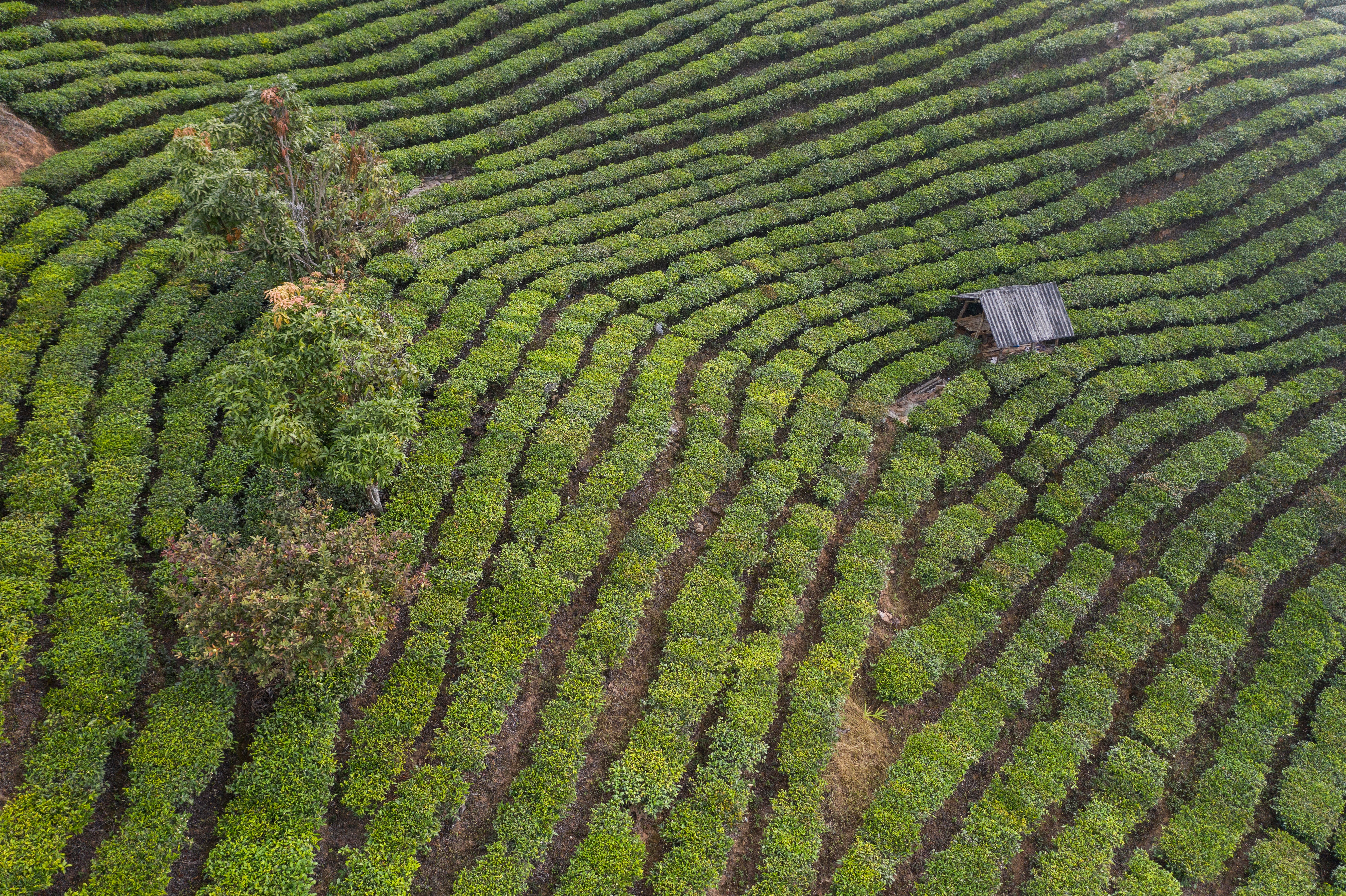 The Timeless Journey of Chinese Tea